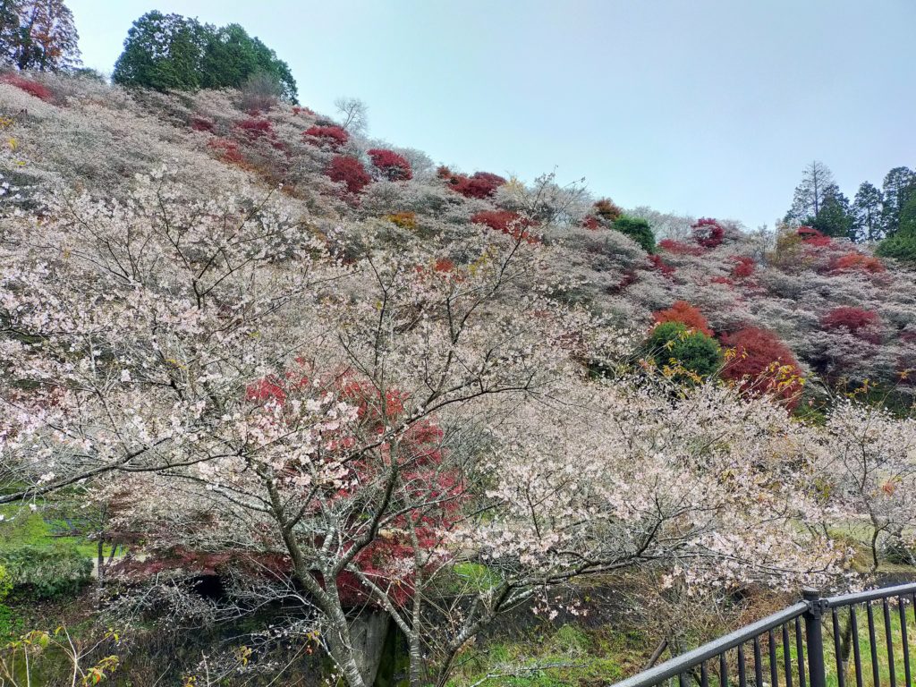四季桜まつり