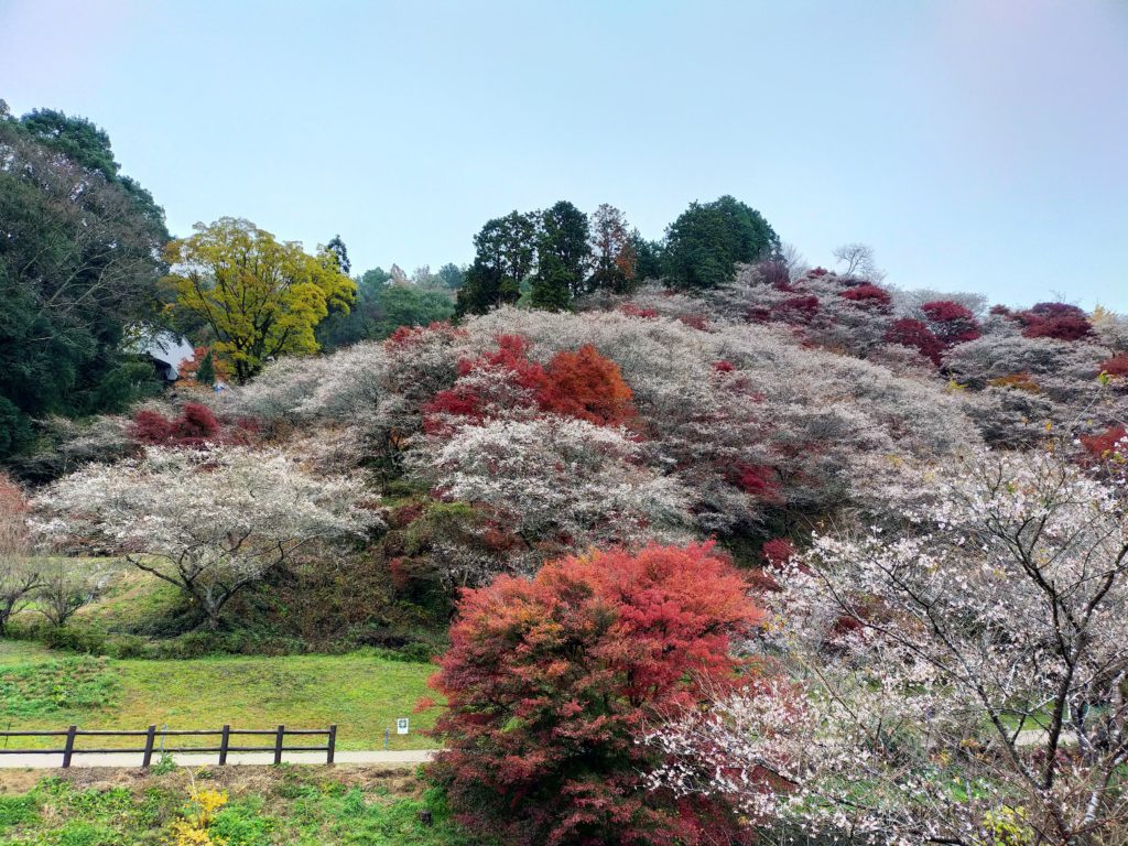 四季桜まつり